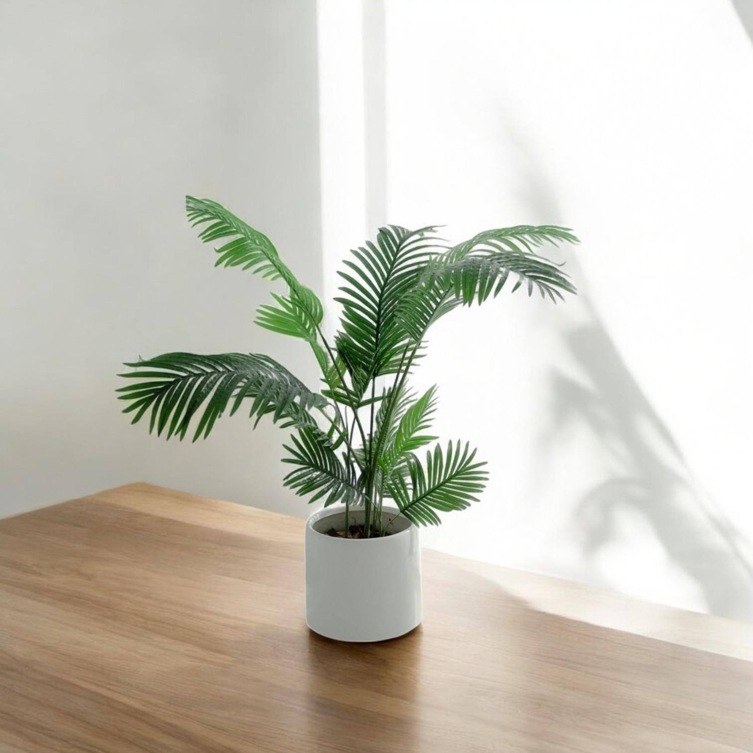 Areca Palm (Dypsis lutescens) Live Plant for Inddor and Outdoor